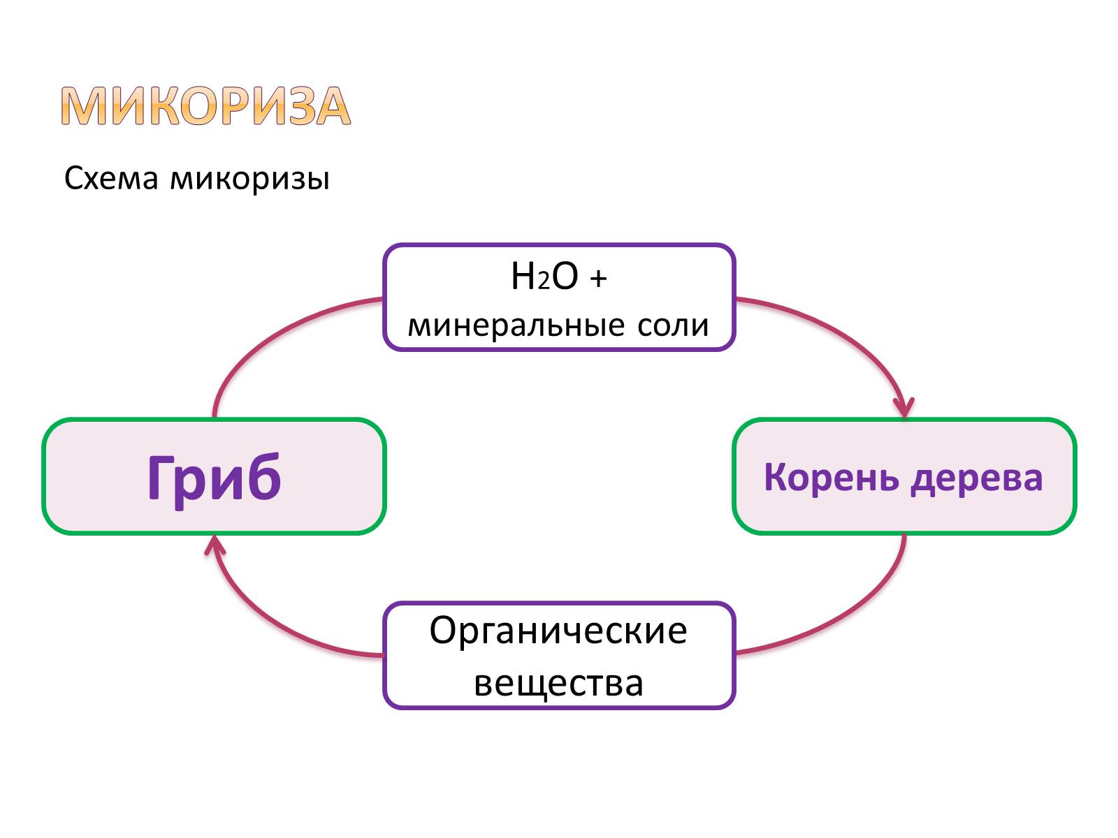 Презентація на тему «Шляпочные грибы» - Слайд #8