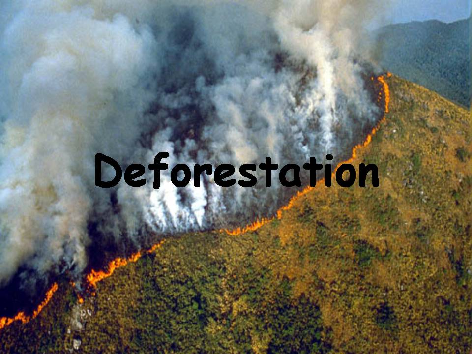 Презентація на тему «Deforestation» (варіант 2) - Слайд #1
