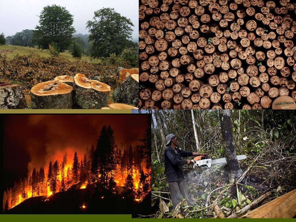 Презентація на тему «Deforestation» (варіант 2) - Слайд #10
