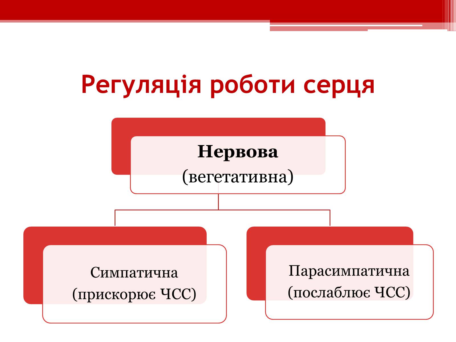 Презентація на тему «Серцевий цикл. Робота серця» - Слайд #11