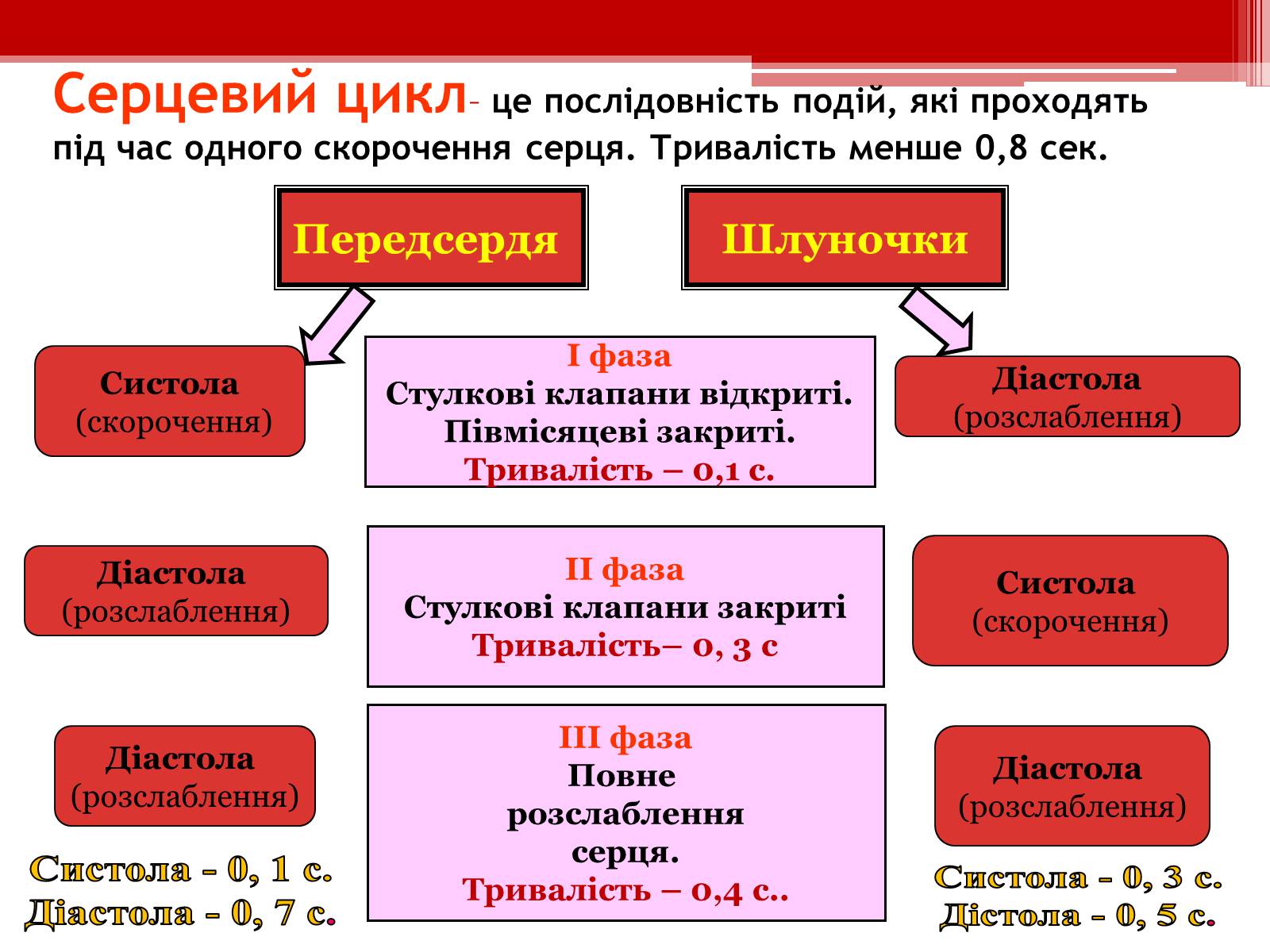 Презентація на тему «Серцевий цикл. Робота серця» - Слайд #4