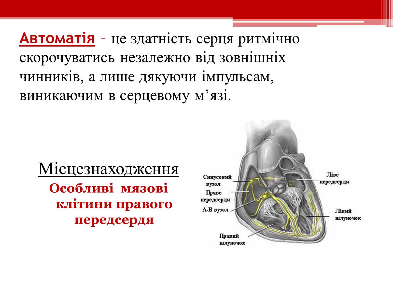 Презентація на тему «Серцевий цикл. Робота серця» - Слайд #8