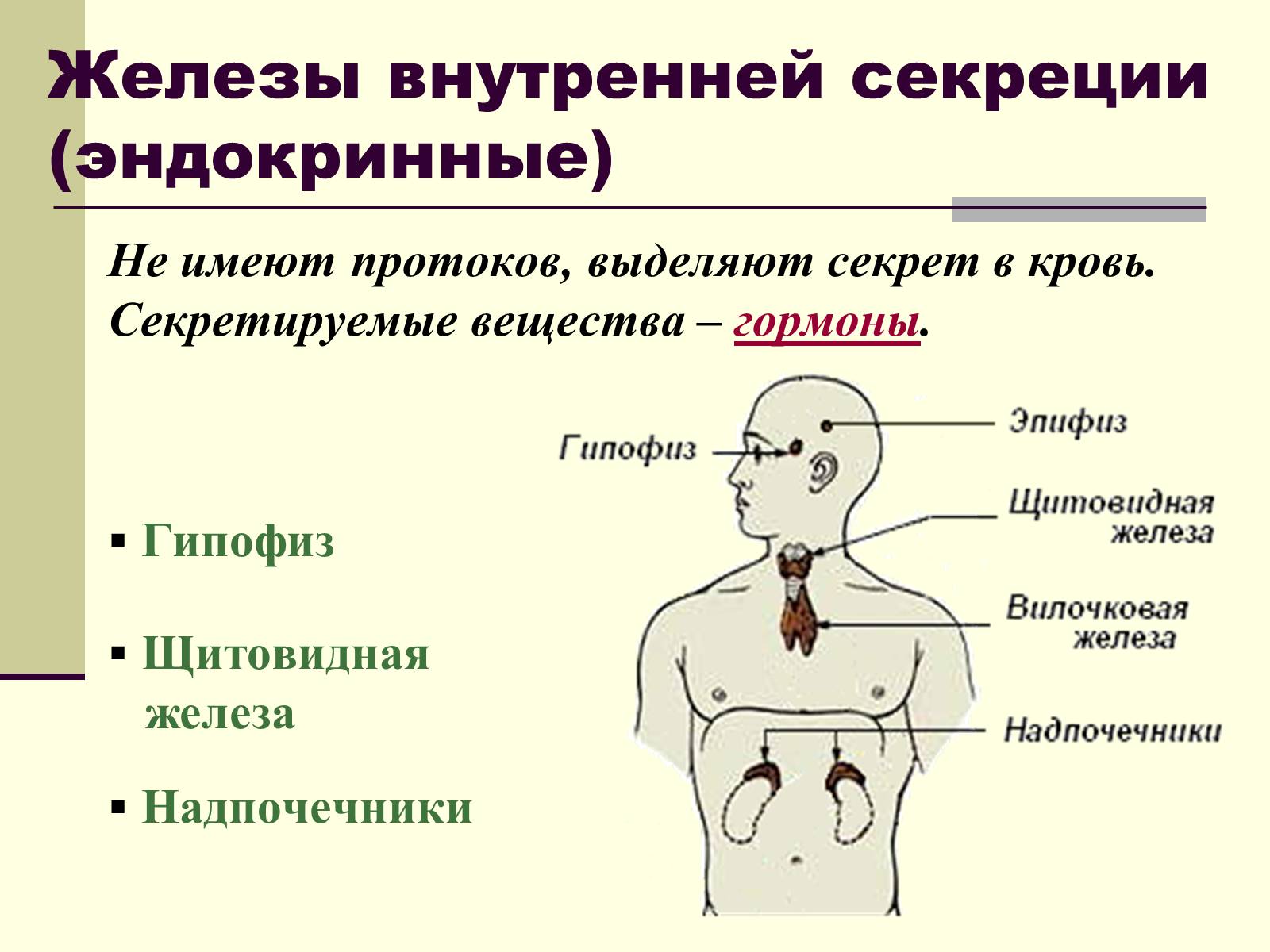 Презентація на тему «Эндокринные железы» - Слайд #10