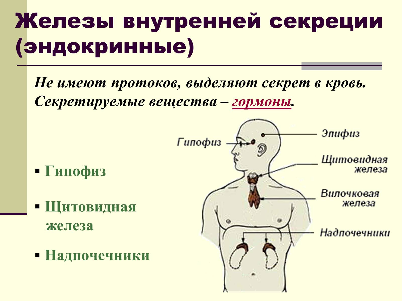 Презентація на тему «Эндокринные железы» - Слайд #6