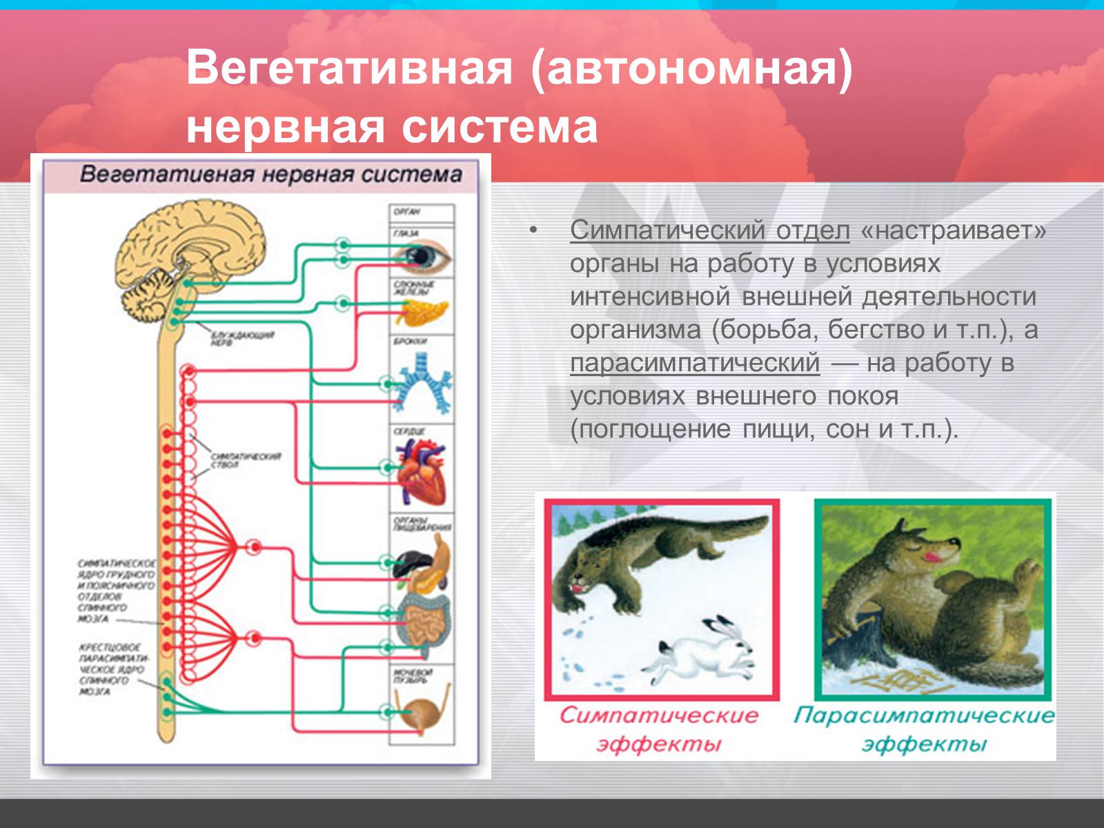 Нервная система 9 класс презентация. Автономный вегетативный отдел нервной системы 8 класс. Строение автономного отдела нервной системы. Вегетативная автономная нервная система. Строение вегетативной нервной системы.