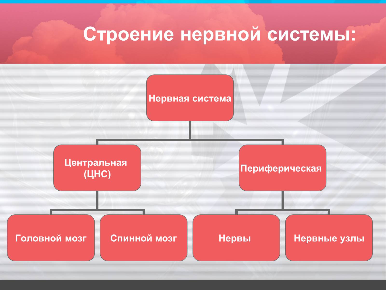 Презентація на тему «Строение и значение нервной системы» - Слайд #7