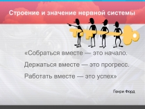 Презентація на тему «Строение и значение нервной системы»