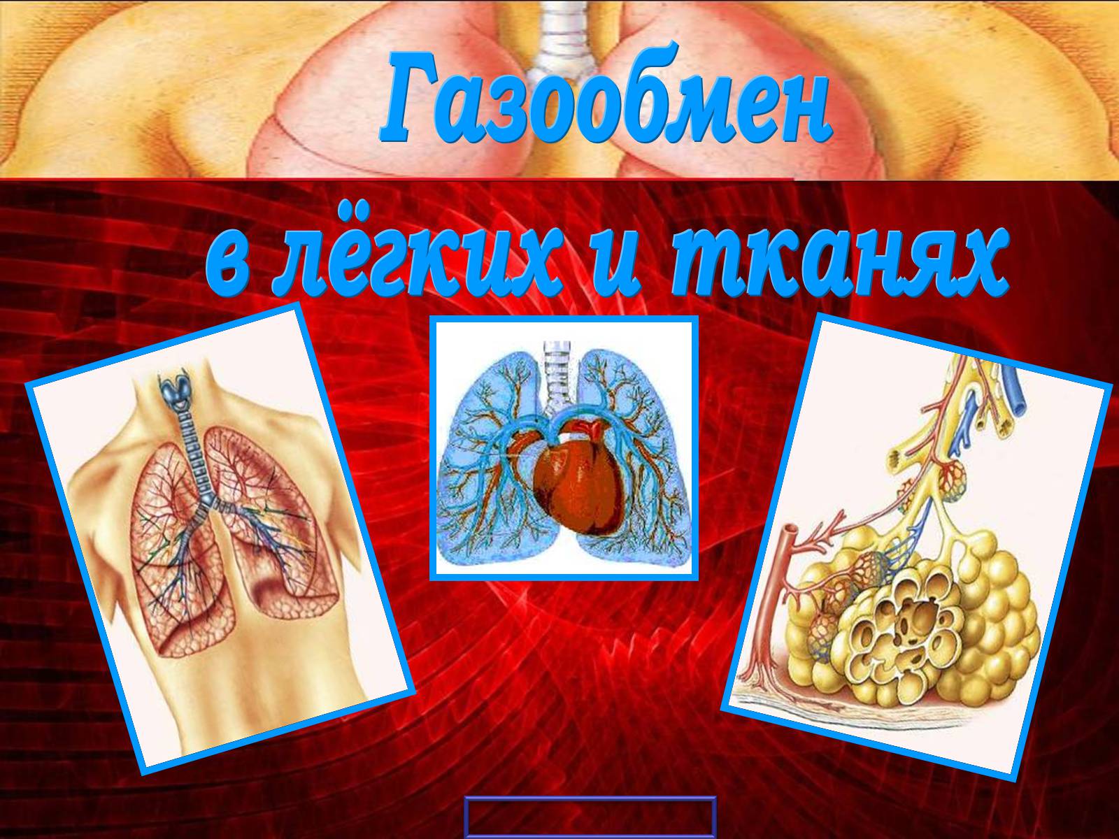 Презентація на тему «Газообмен в лёгких и тканях» - Слайд #1