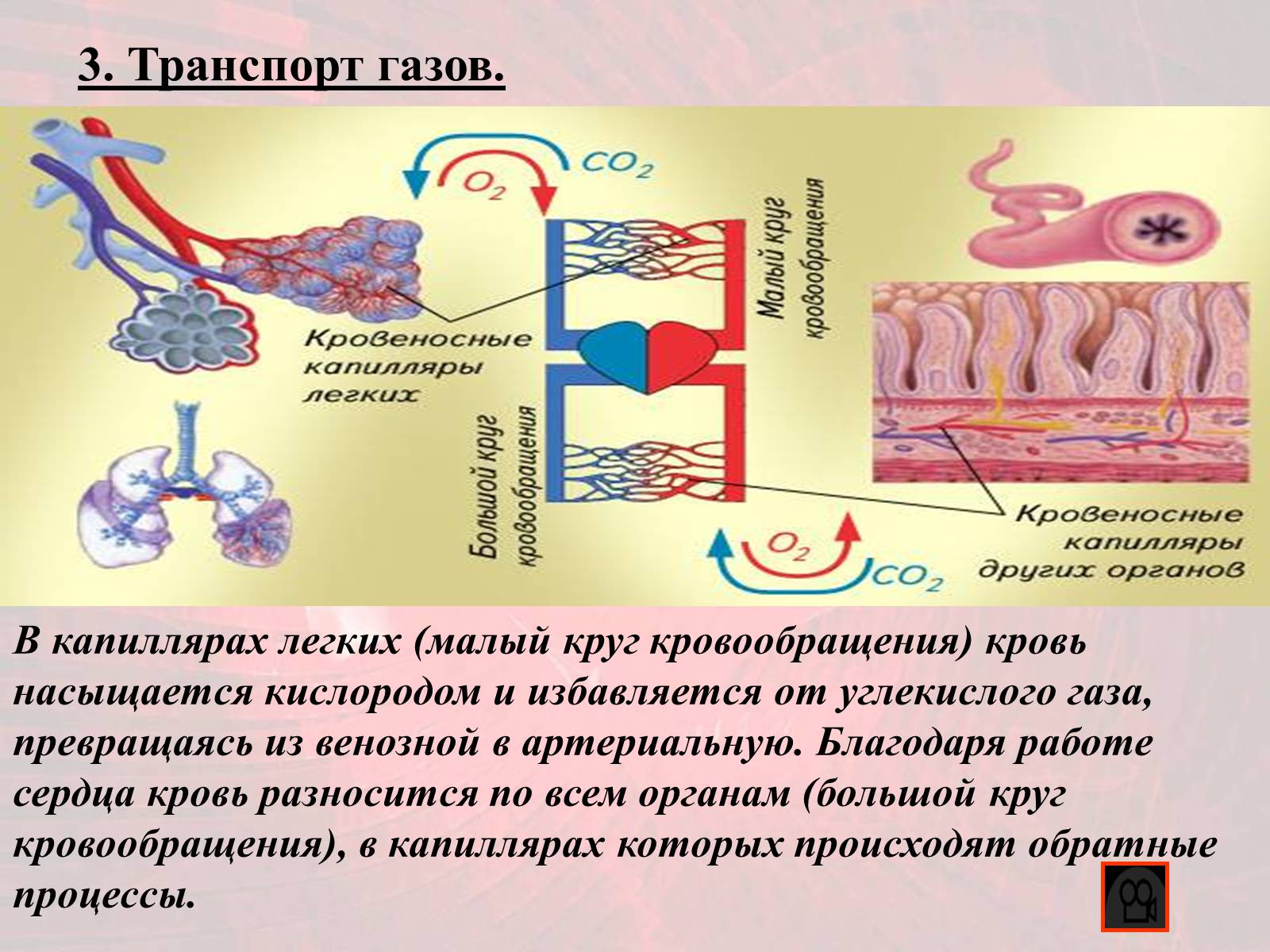 Презентація на тему «Газообмен в лёгких и тканях» - Слайд #10