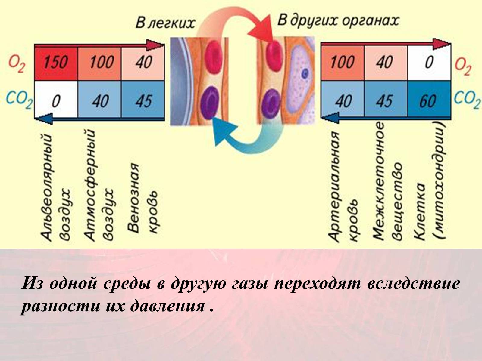 Презентація на тему «Газообмен в лёгких и тканях» - Слайд #12