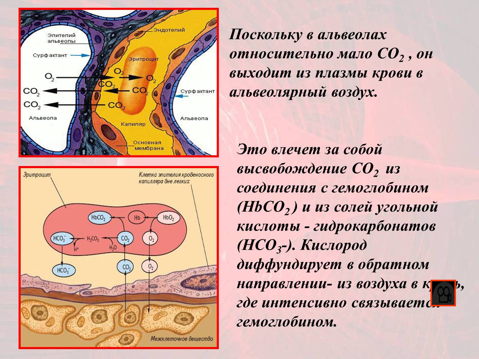 Презентація на тему «Газообмен в лёгких и тканях» - Слайд #13