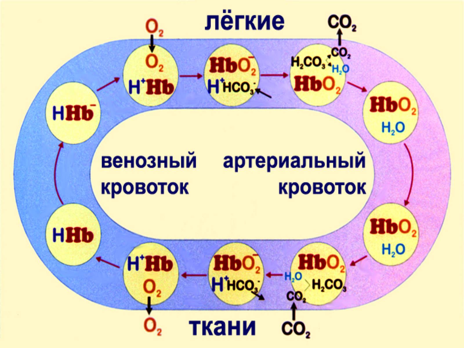 Презентація на тему «Газообмен в лёгких и тканях» - Слайд #15