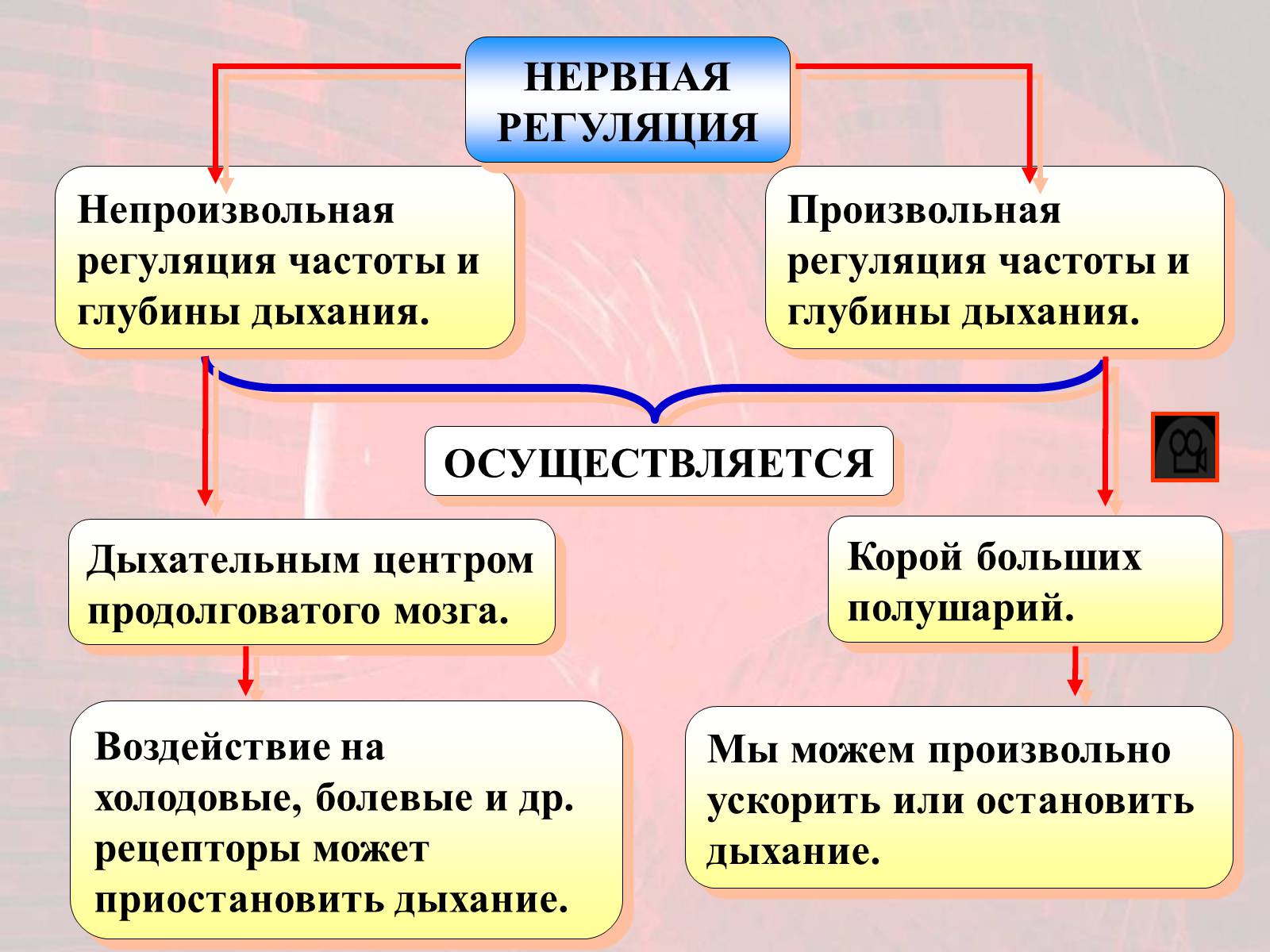 Презентація на тему «Газообмен в лёгких и тканях» - Слайд #17