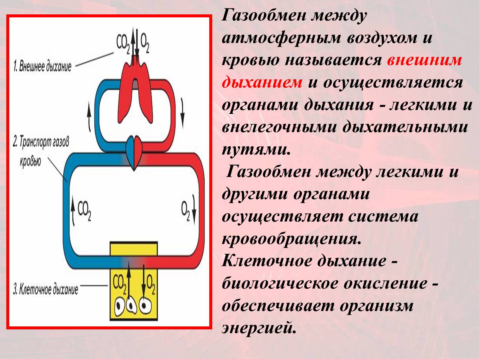 Презентація на тему «Газообмен в лёгких и тканях» - Слайд #2