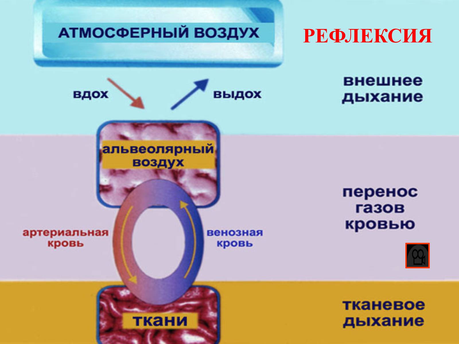 Презентація на тему «Газообмен в лёгких и тканях» - Слайд #20