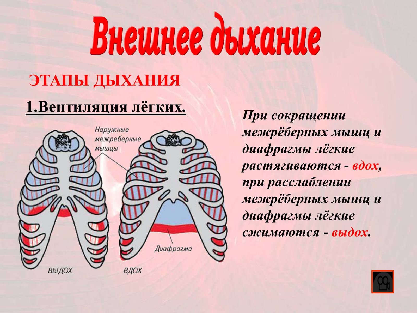 Презентація на тему «Газообмен в лёгких и тканях» - Слайд #3