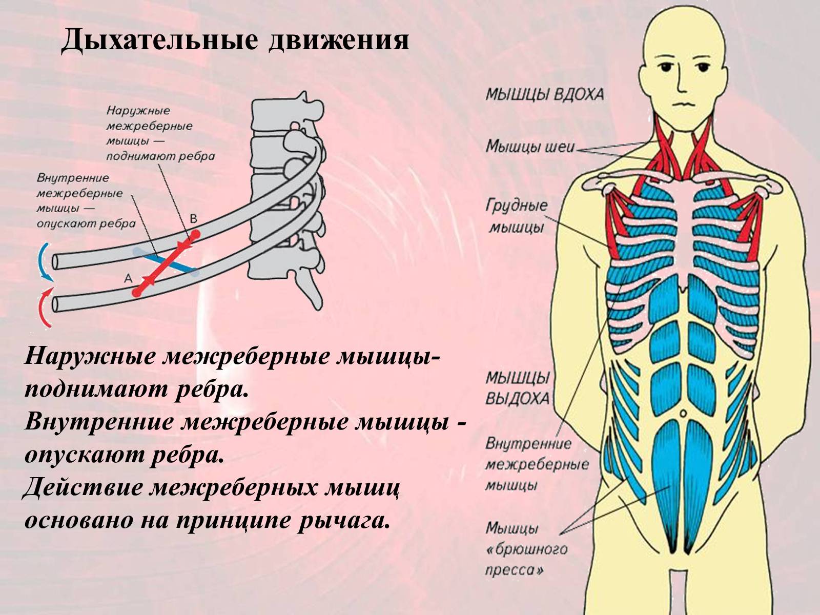 Презентація на тему «Газообмен в лёгких и тканях» - Слайд #4