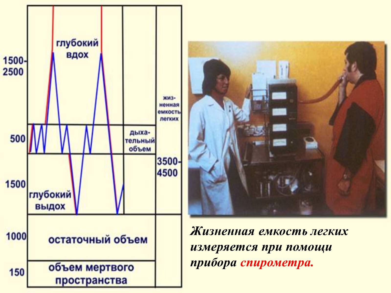 Презентація на тему «Газообмен в лёгких и тканях» - Слайд #7