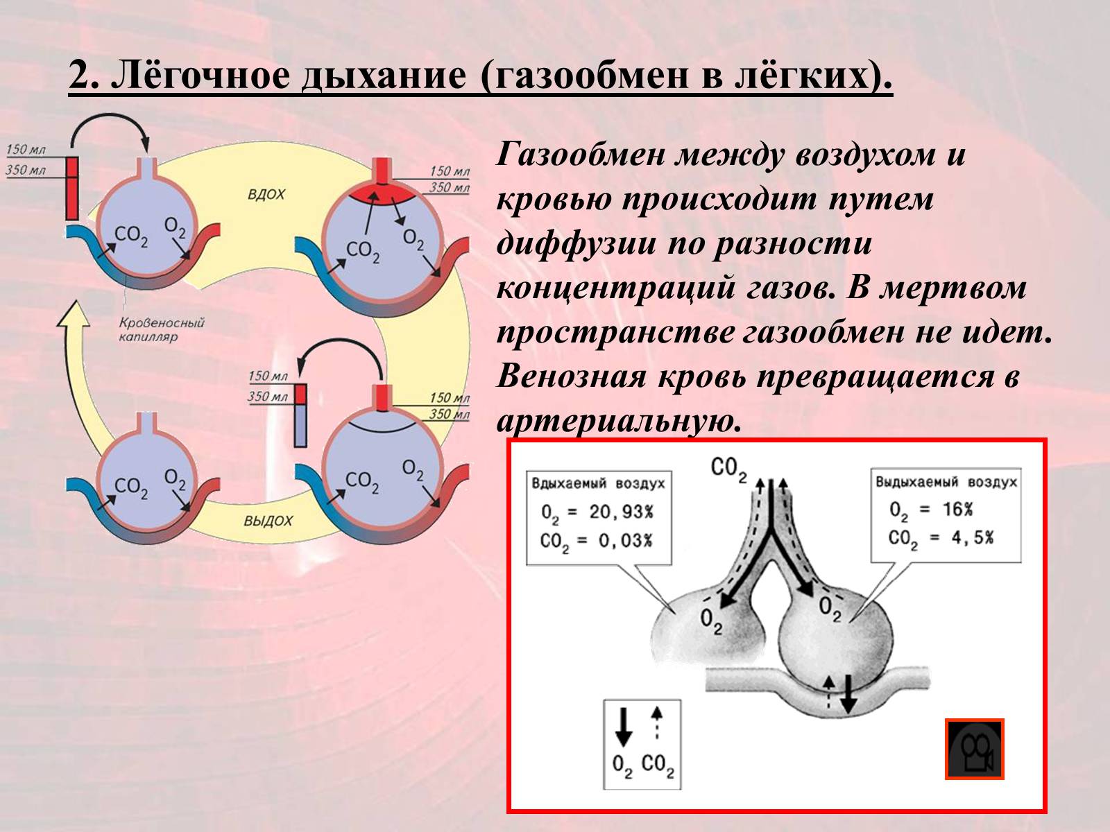 Презентація на тему «Газообмен в лёгких и тканях» - Слайд #9