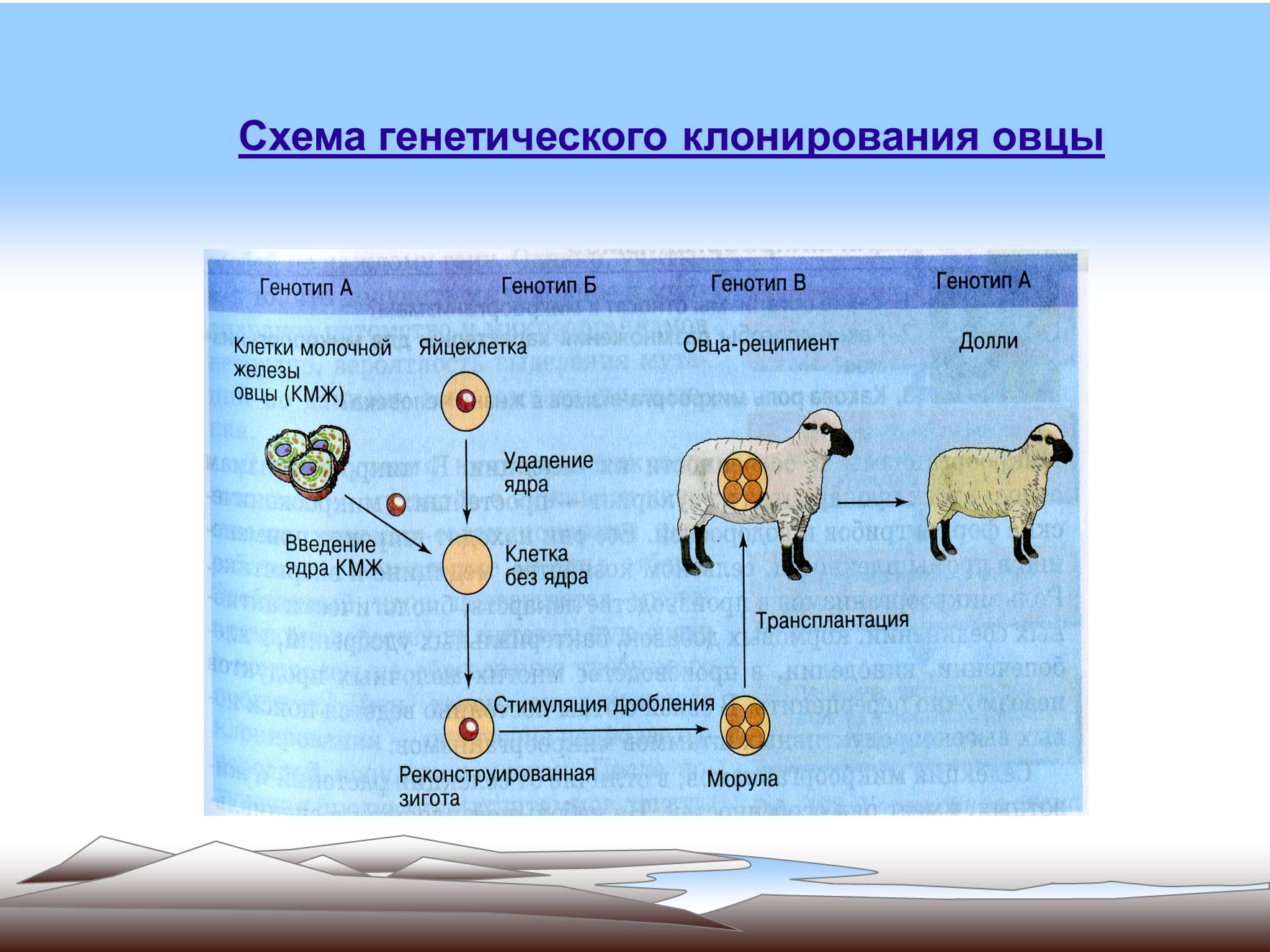 Презентація на тему «Современные методы селекции» - Слайд #16