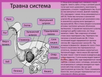 Презентація на тему «Птахи» (варіант 1)