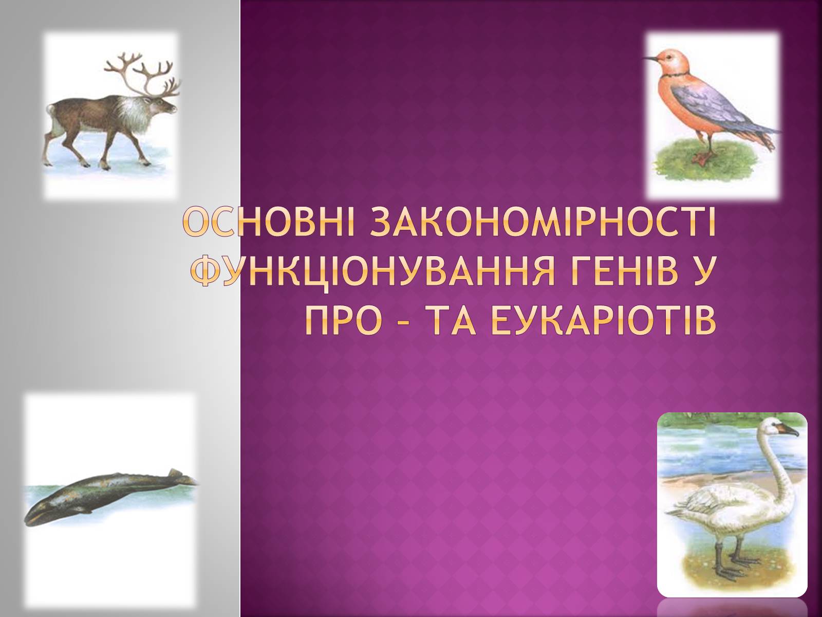 Презентація на тему «Основні закономірності функціонування генів у про – та еукаріотів» (варіант 2) - Слайд #1