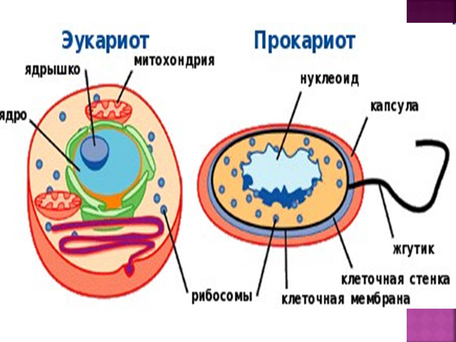 Презентація на тему «Основні закономірності функціонування генів у про – та еукаріотів» (варіант 2) - Слайд #11