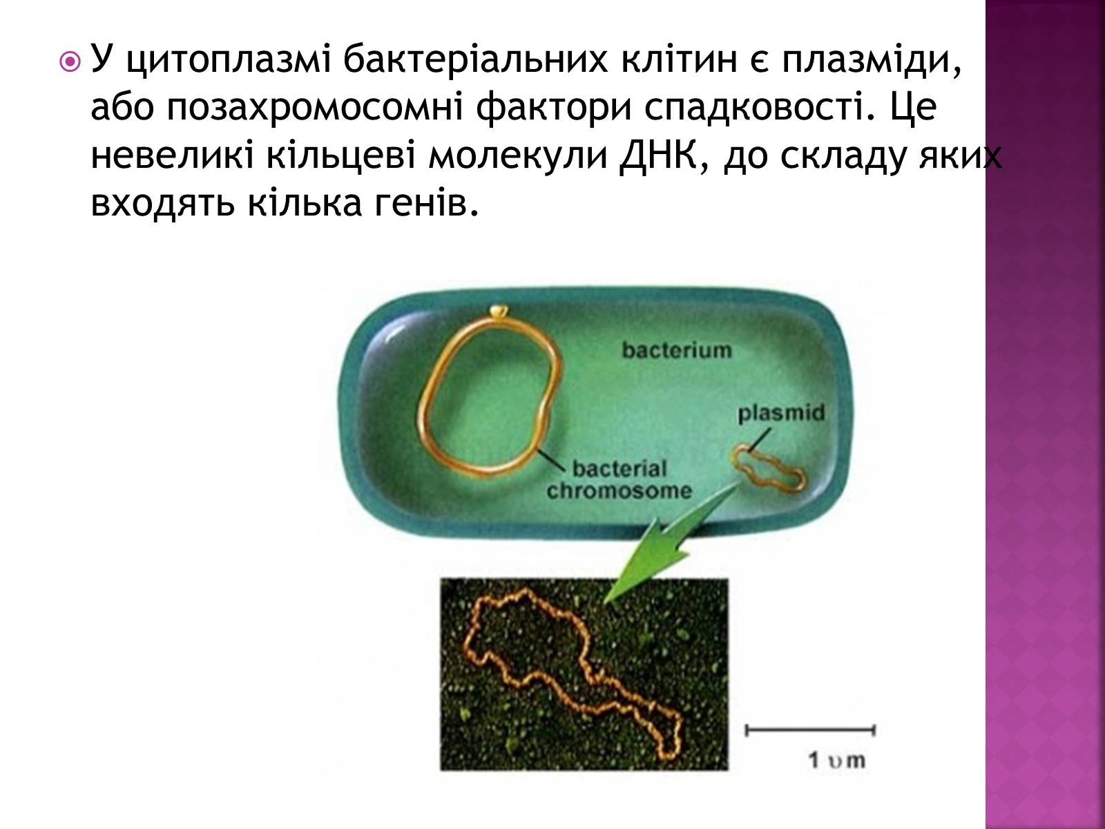 Презентація на тему «Основні закономірності функціонування генів у про – та еукаріотів» (варіант 2) - Слайд #7