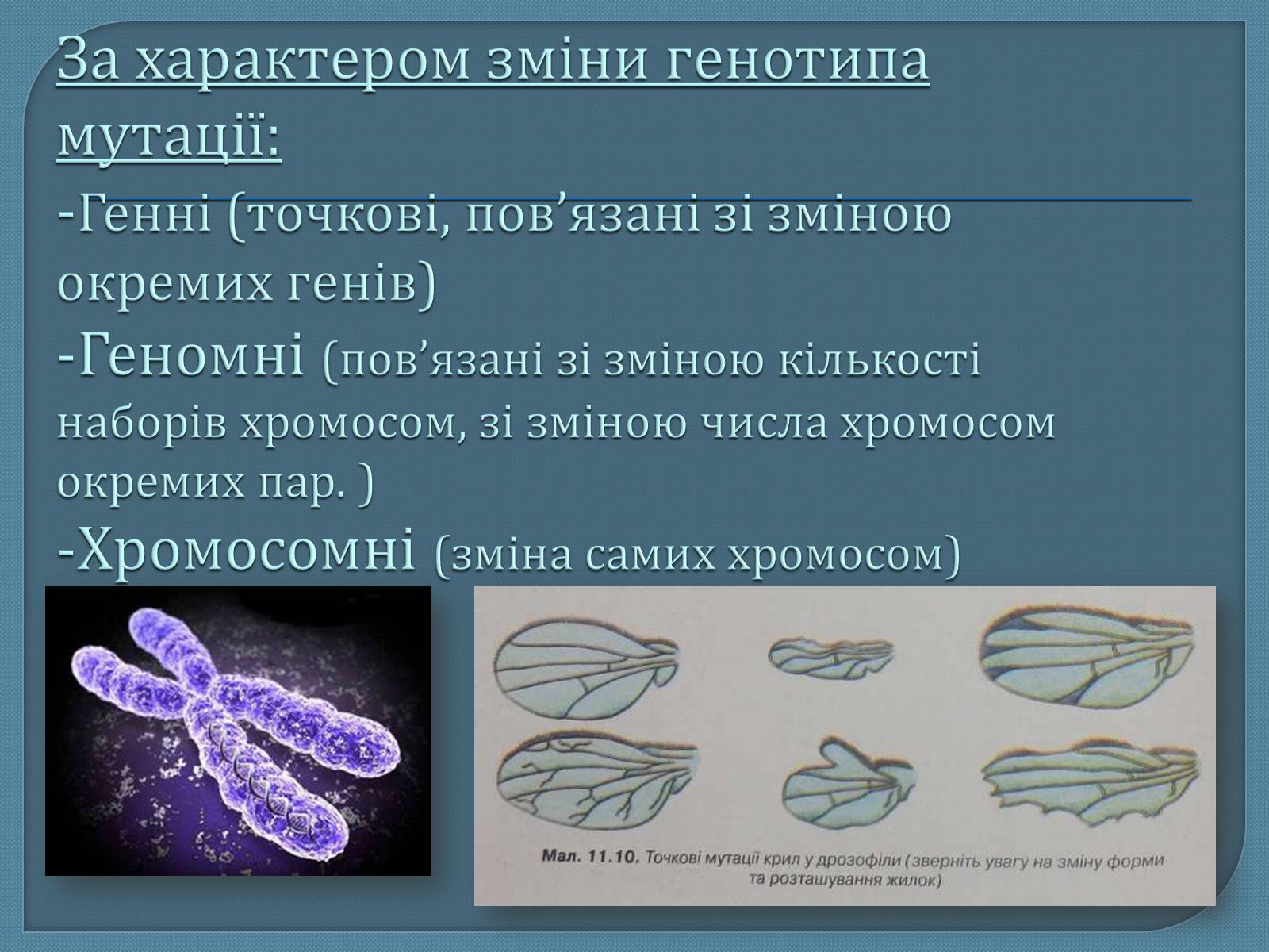 Презентація на тему «Мутації» (варіант 5) - Слайд #8