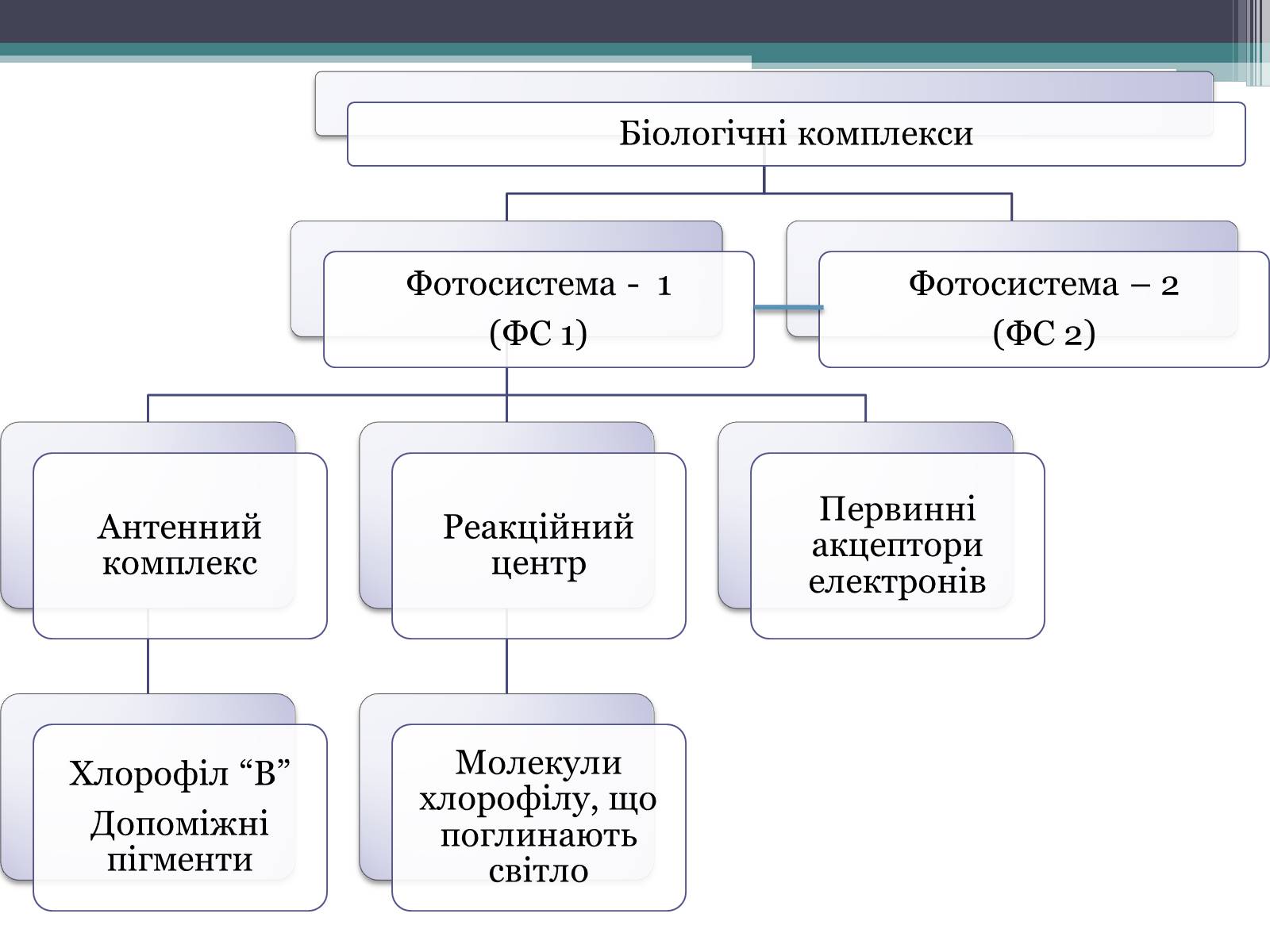 Презентація на тему «Фотосинтез» (варіант 2) - Слайд #8