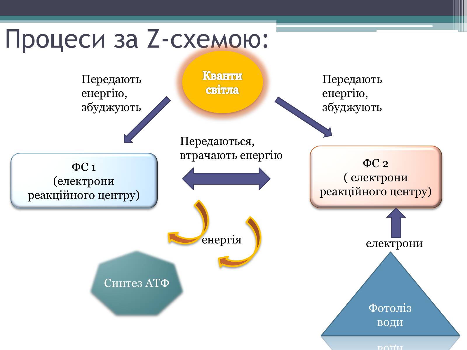 Презентація на тему «Фотосинтез» (варіант 2) - Слайд #9