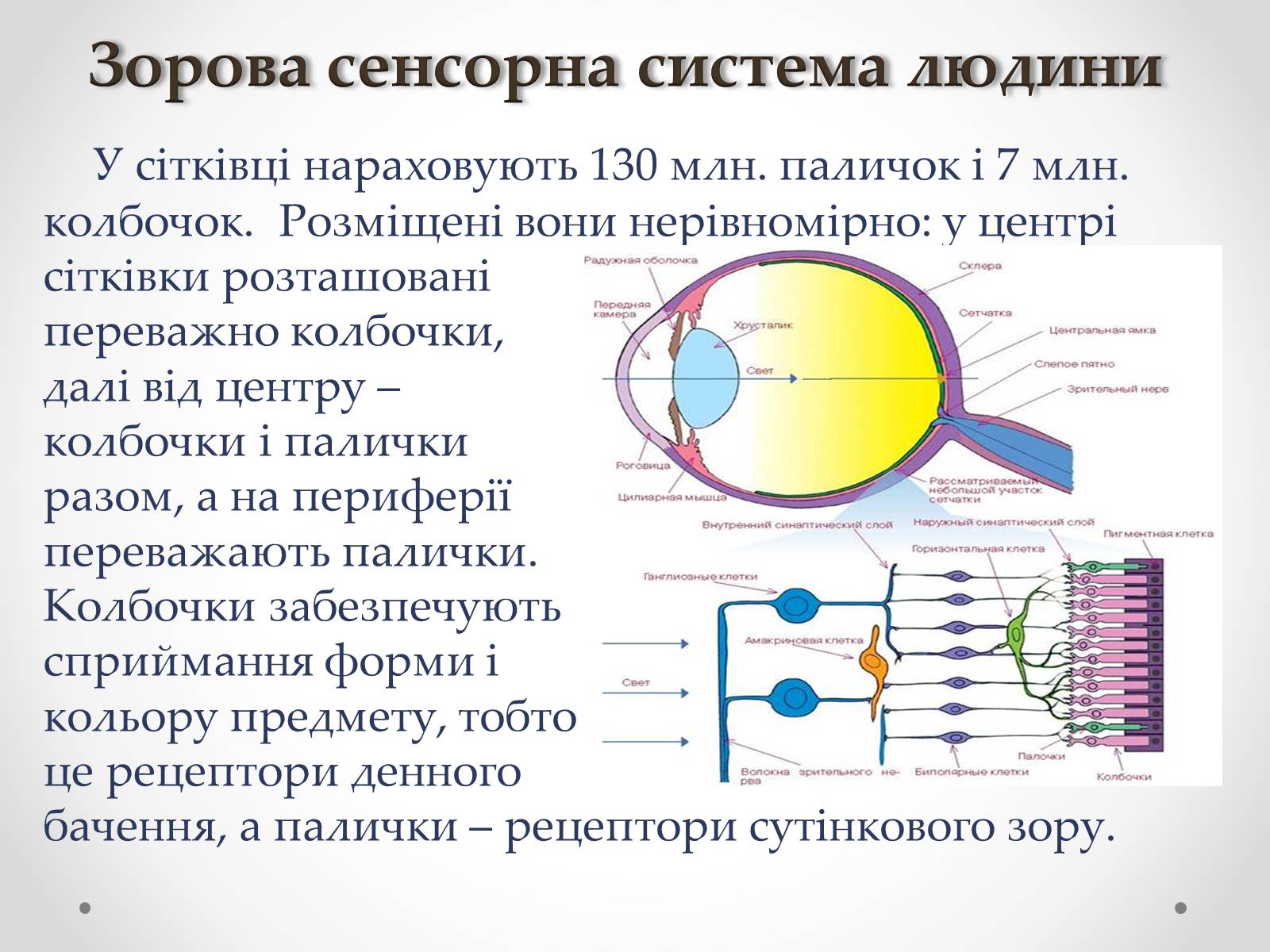 Презентація на тему «Зорова сенсорна система людини» - Слайд #12