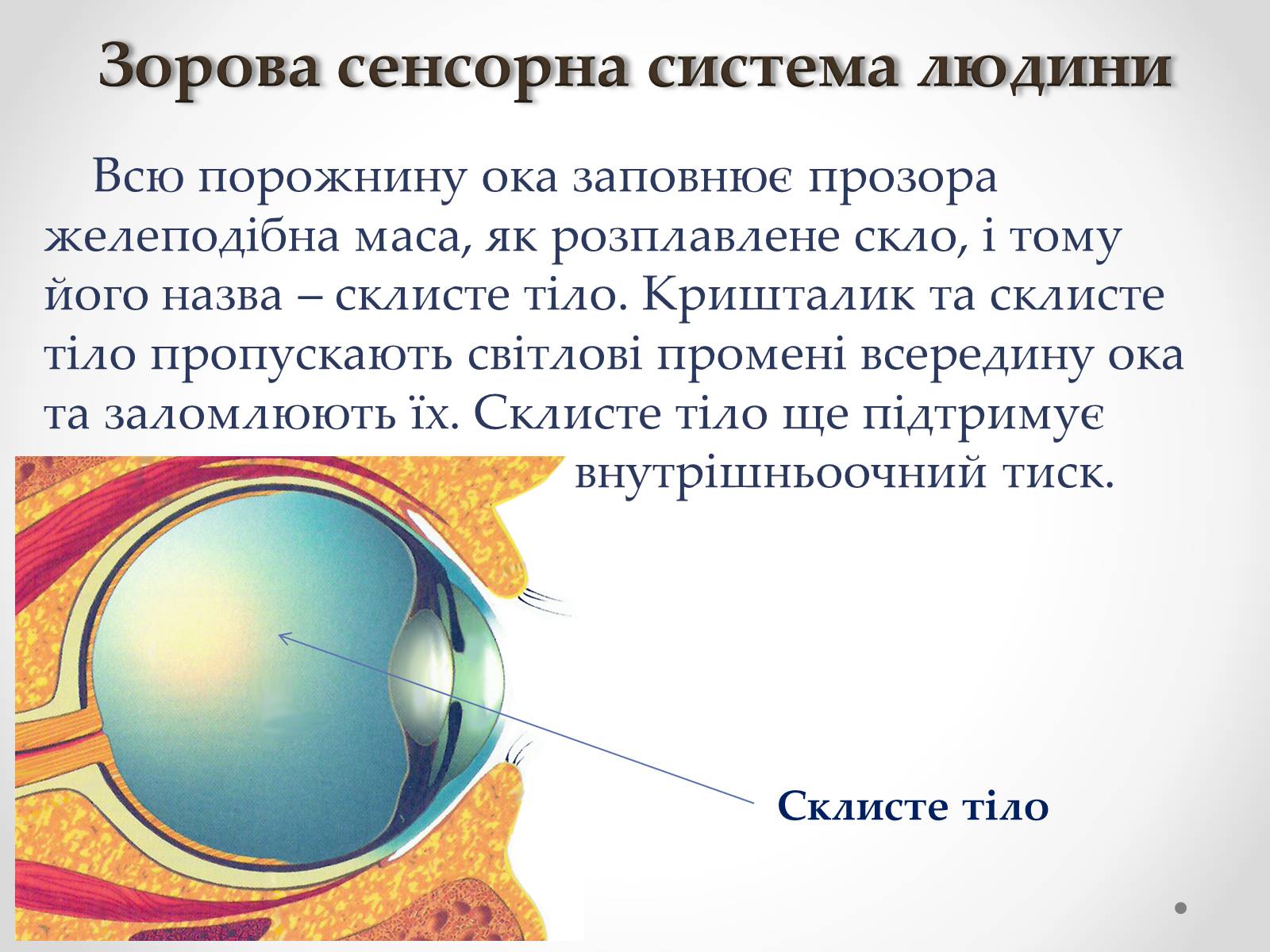 Презентація на тему «Зорова сенсорна система людини» - Слайд #17