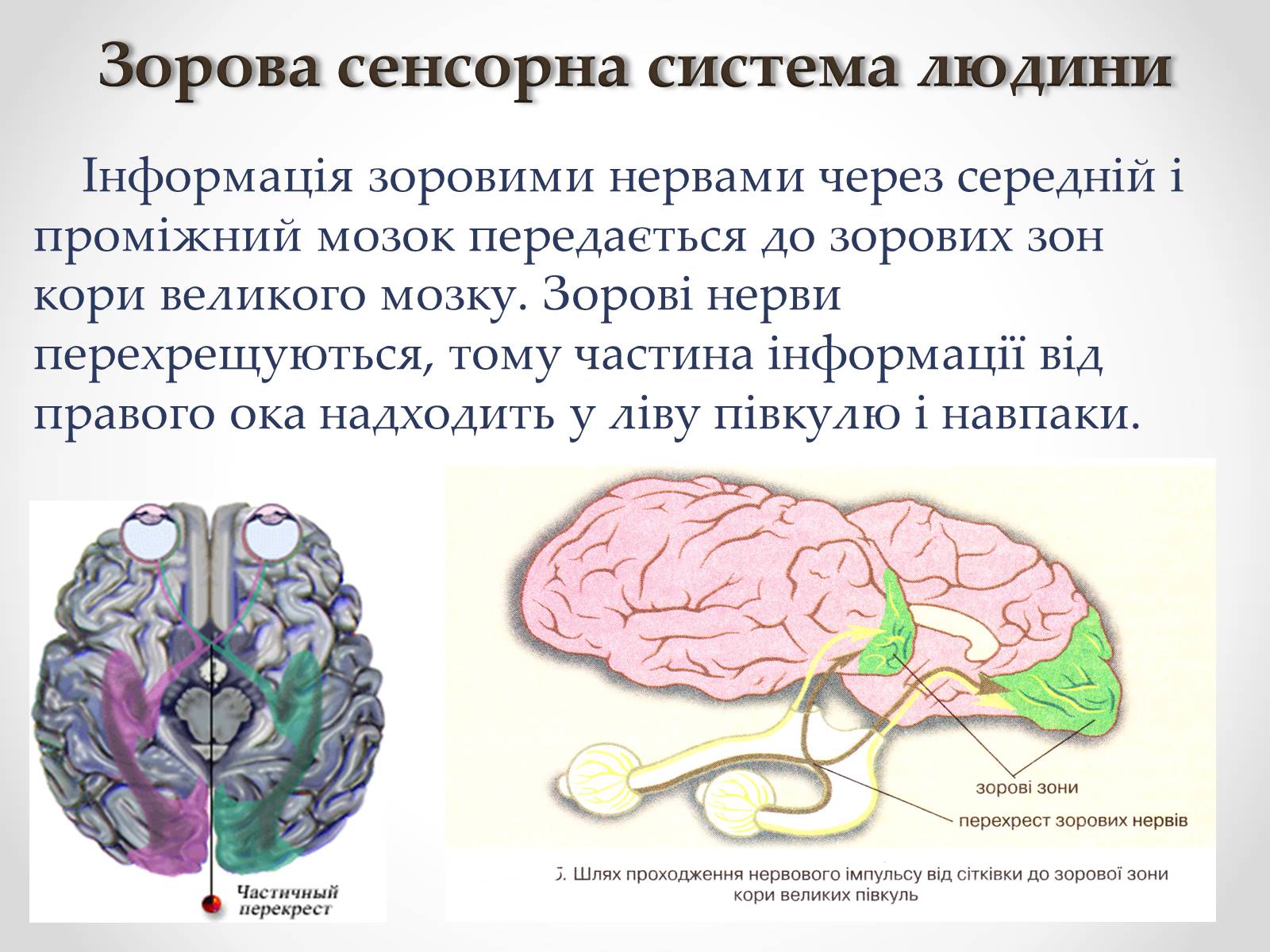 Презентація на тему «Зорова сенсорна система людини» - Слайд #21