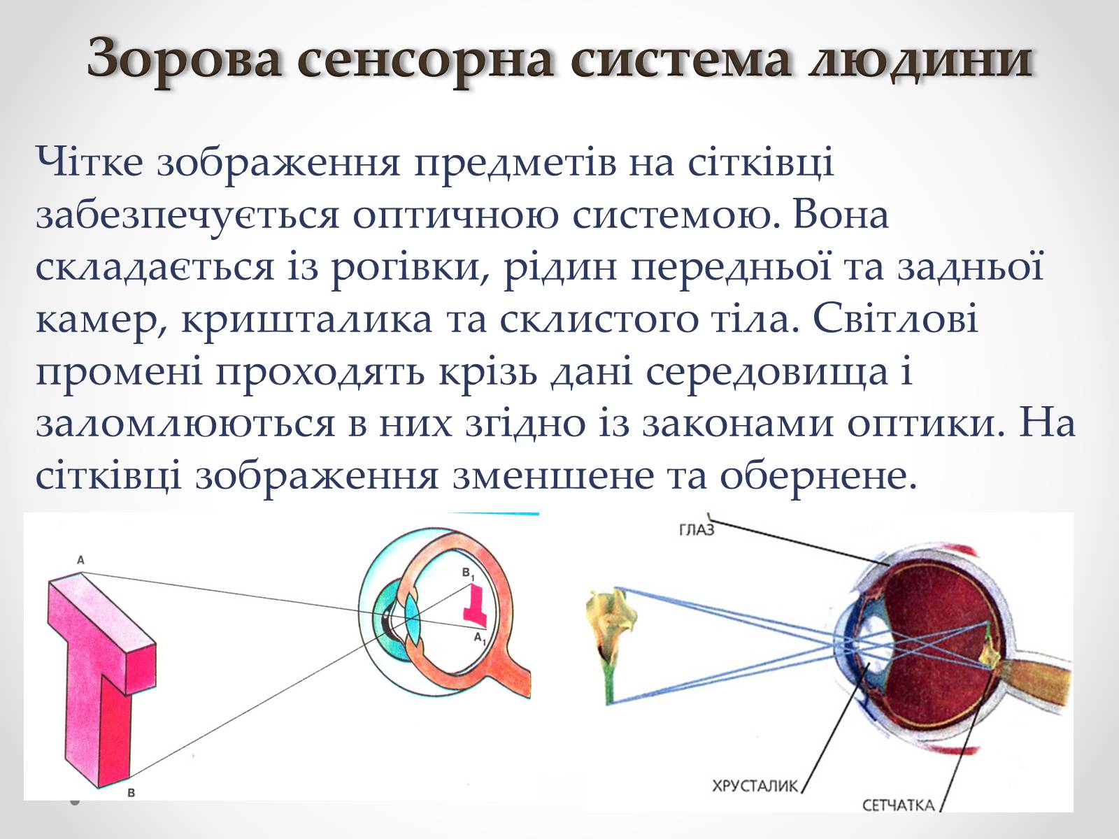 Презентація на тему «Зорова сенсорна система людини» - Слайд #22