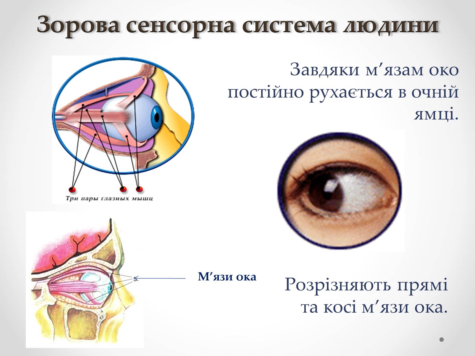 Презентація на тему «Зорова сенсорна система людини» - Слайд #4