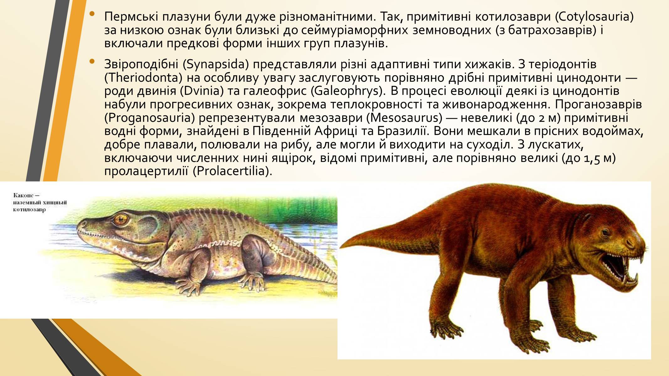 Зверозубый ящер описание. Котилозавры Триас. Переходные формы зверозубый ящер. Предки млекопитающих зверозубые ящеры. Зверозубый ящер ЕГЭ.