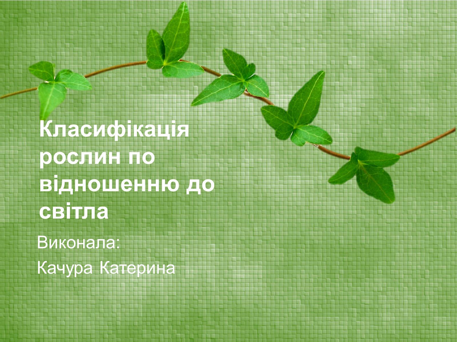 Презентація на тему «Класифікація рослин по відношенню до світла» - Слайд #1