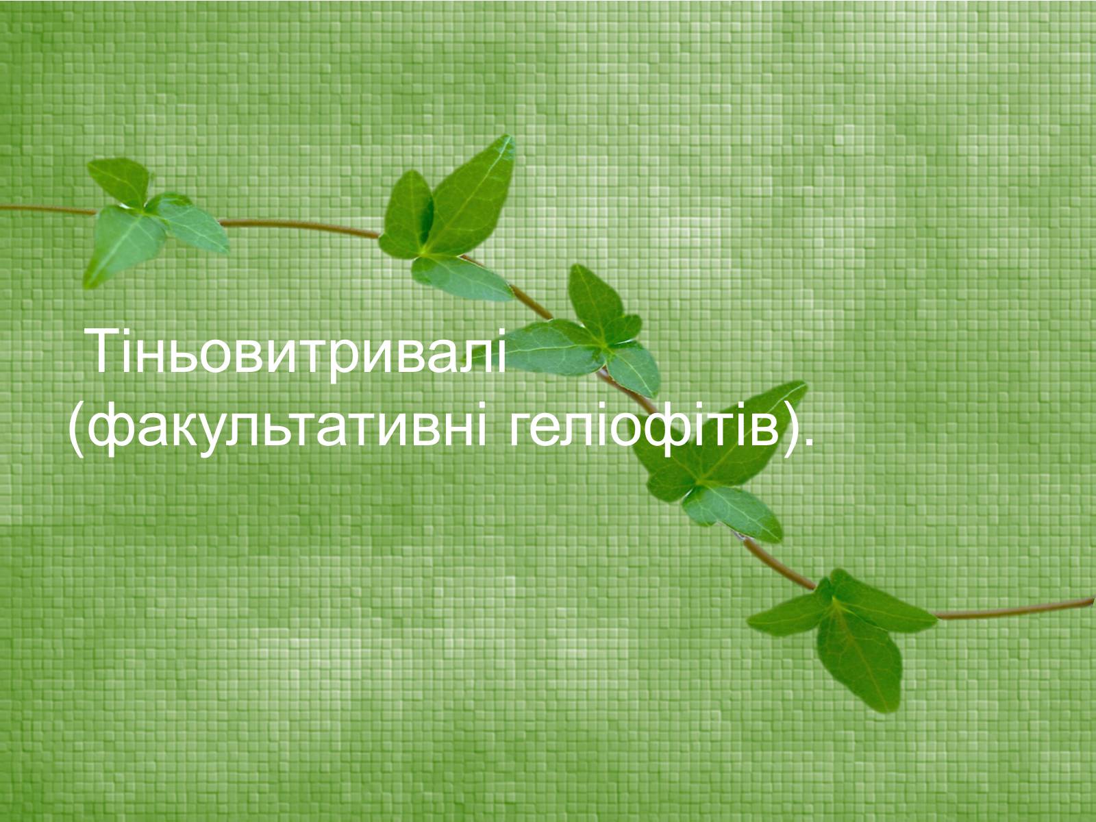 Презентація на тему «Класифікація рослин по відношенню до світла» - Слайд #13