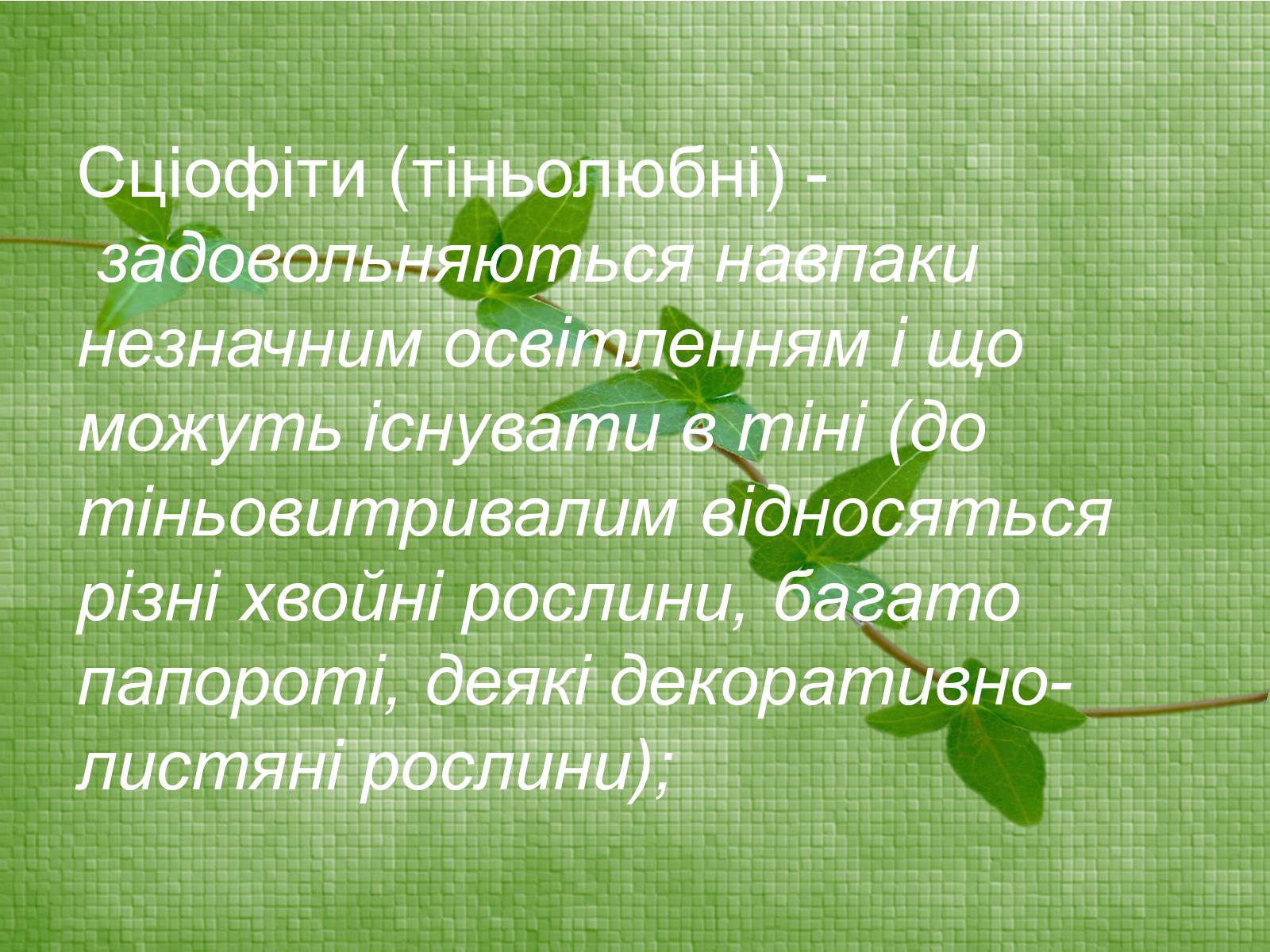 Презентація на тему «Класифікація рослин по відношенню до світла» - Слайд #8