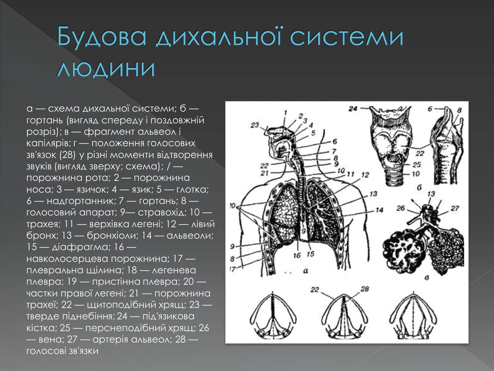 Презентація на тему «Види професійних захворювань органів дихання» - Слайд #4