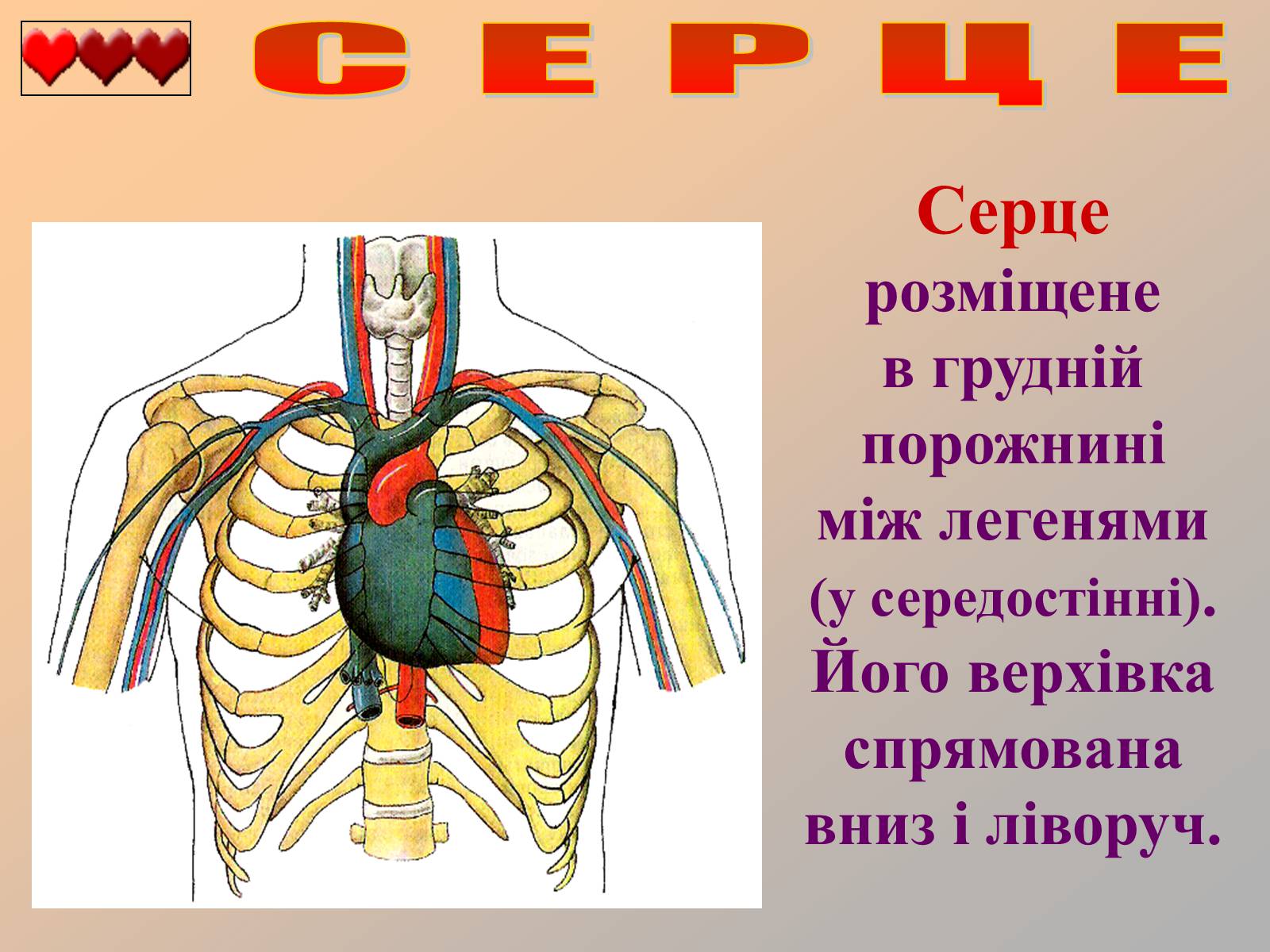Презентація на тему «Серце людини» (варіант 1) - Слайд #3