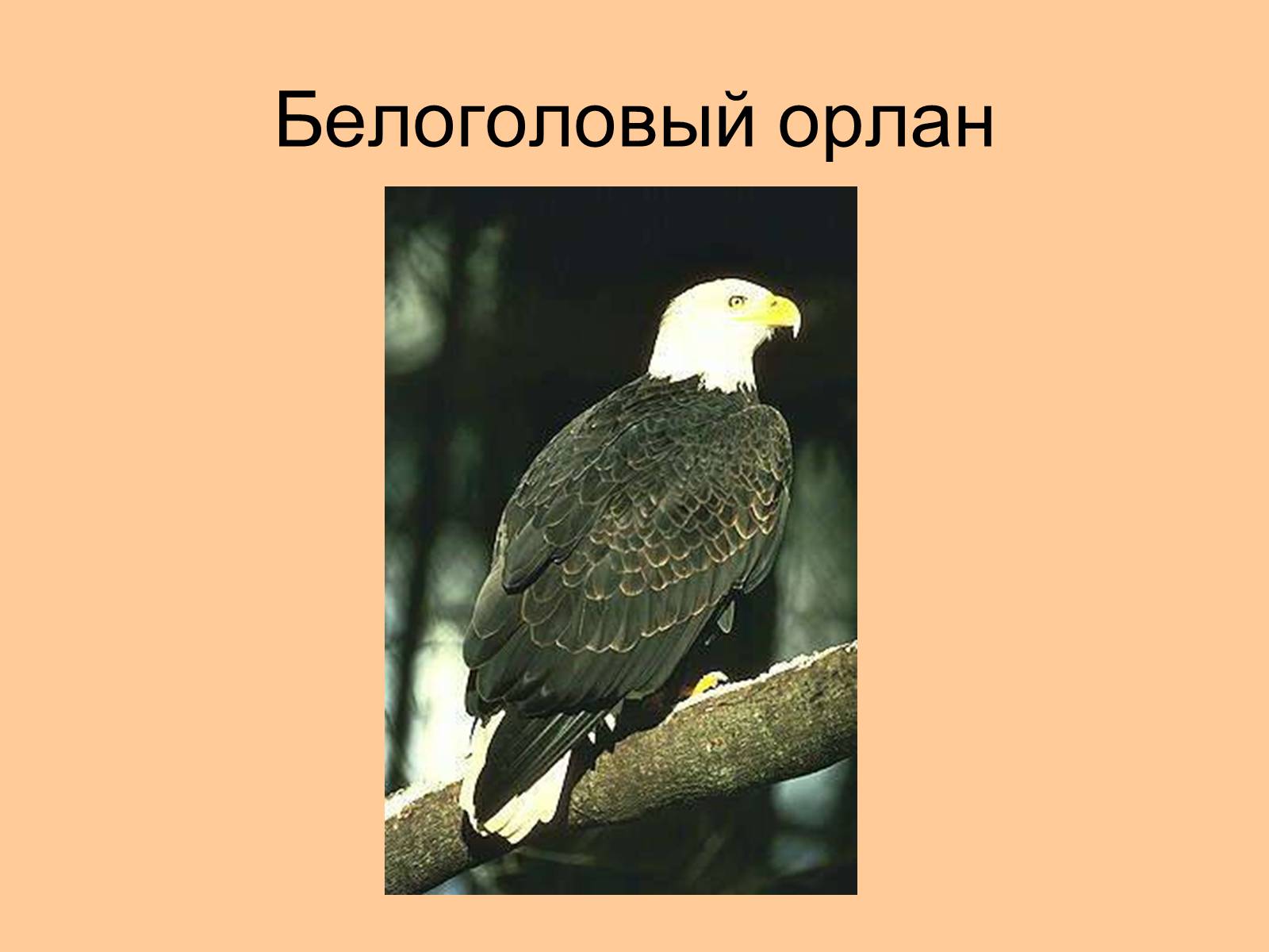 Презентація на тему «Отряд Хищные птицы» - Слайд #18