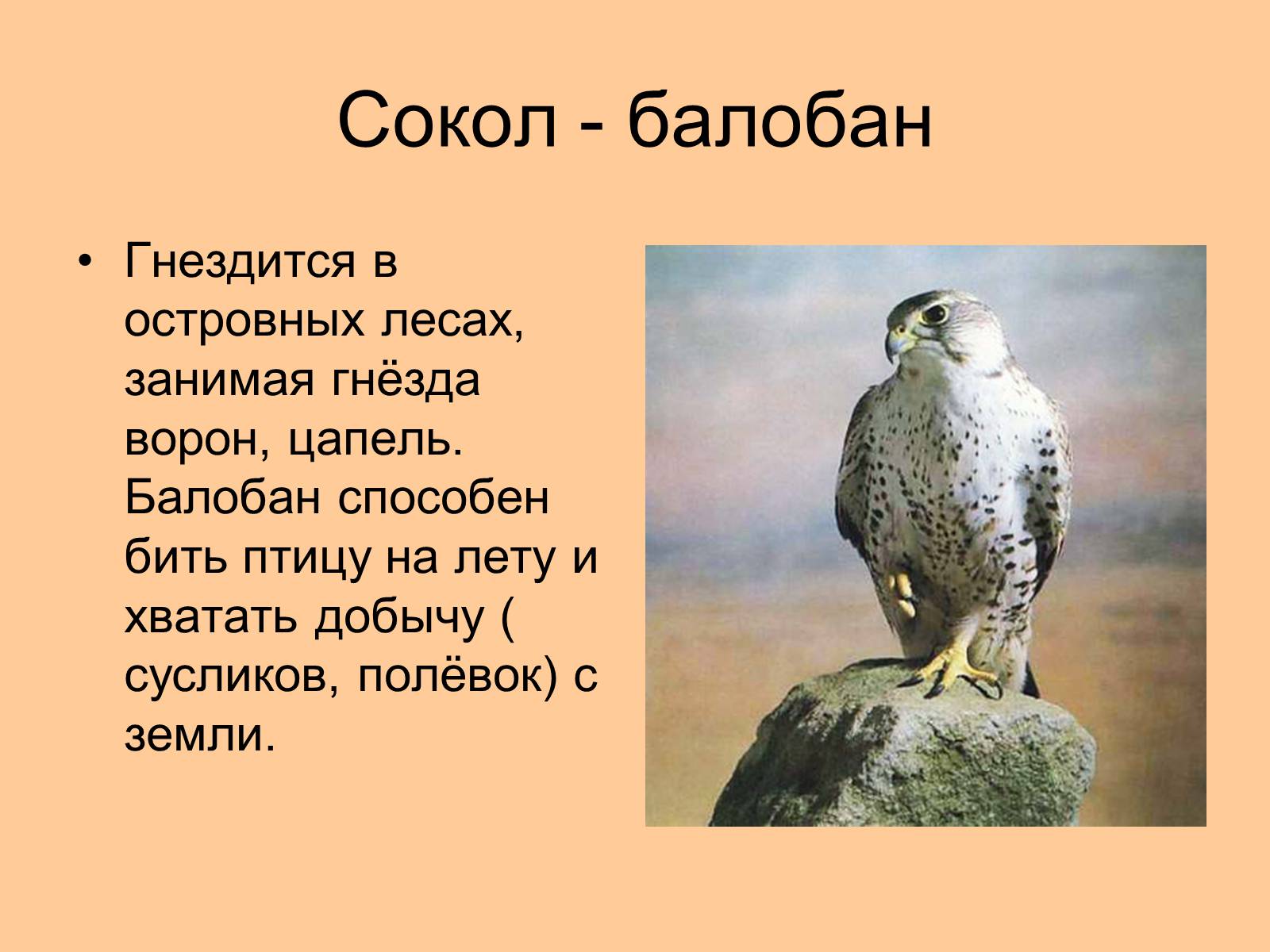 Стихи про соколе. Сокол балобан рассказ. Сокол балобан краткое описание. Презентация на тему Сокол. Презентация Сокол птица.