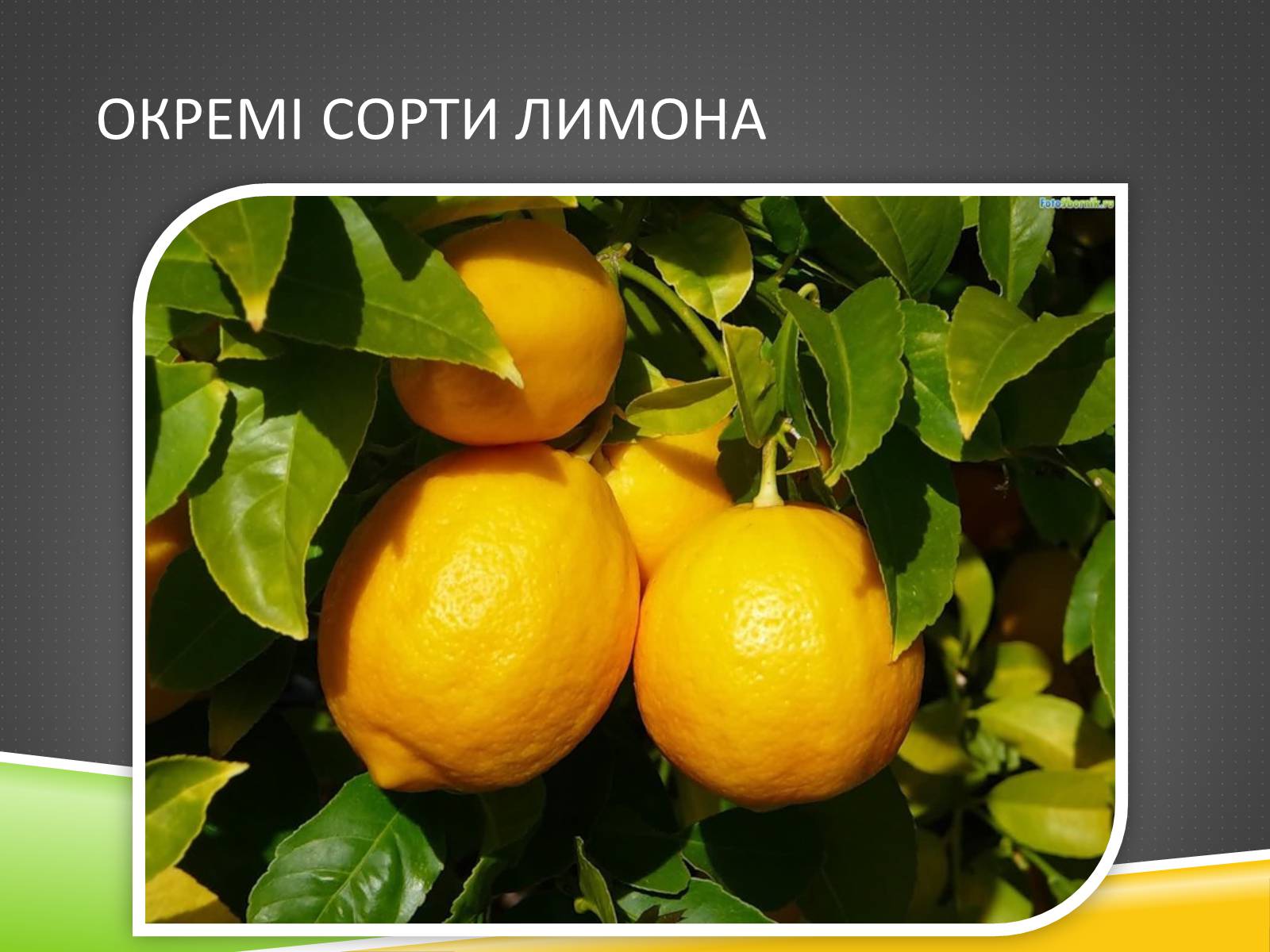 Презентація на тему «Південноазійський тропічний центр різноманітності і походження культурних рослин» - Слайд #17