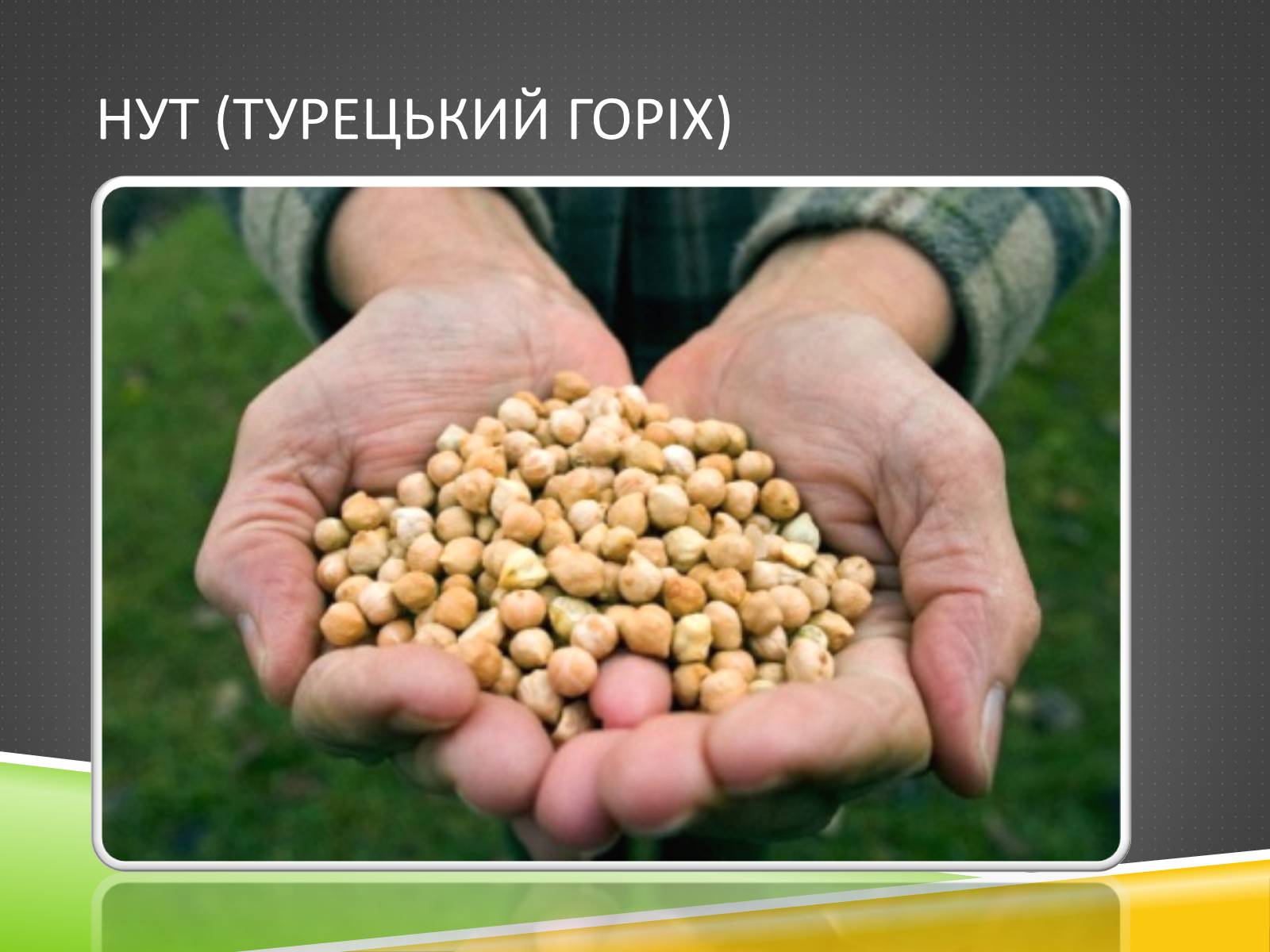 Презентація на тему «Південноазійський тропічний центр різноманітності і походження культурних рослин» - Слайд #9