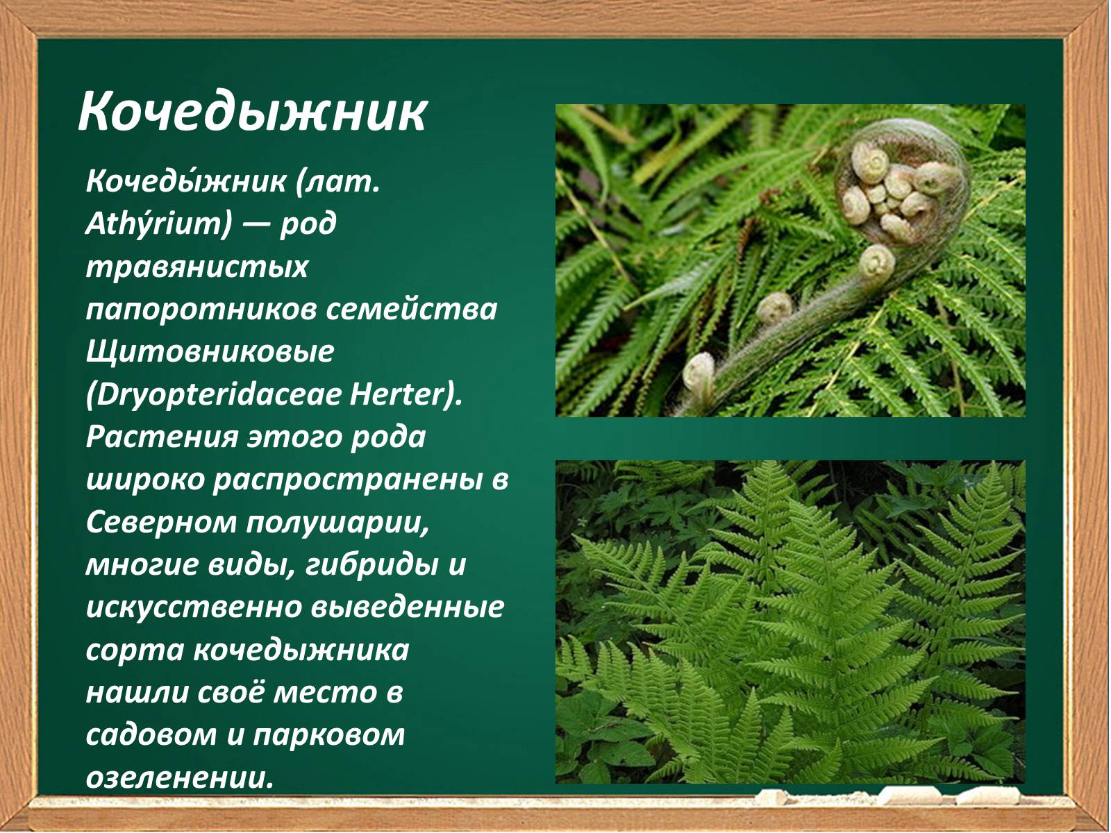 Презентація на тему «Декоративные папоротники» - Слайд #12