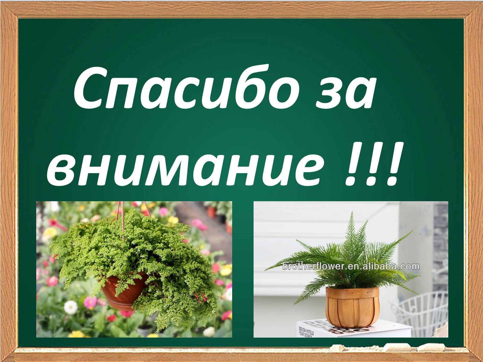 Презентація на тему «Декоративные папоротники» - Слайд #17