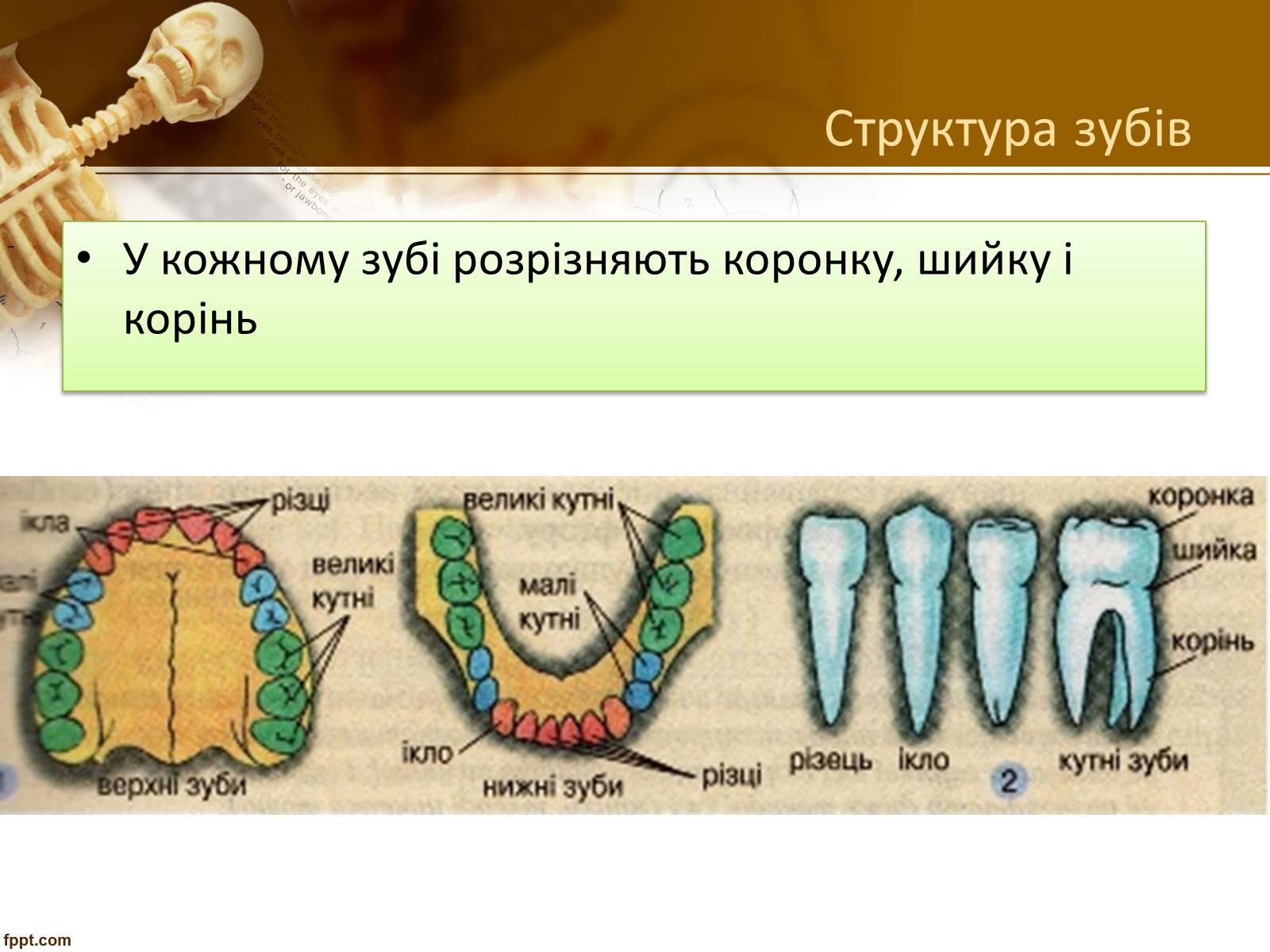 Презентація на тему «Бережіть свої зуби» - Слайд #7