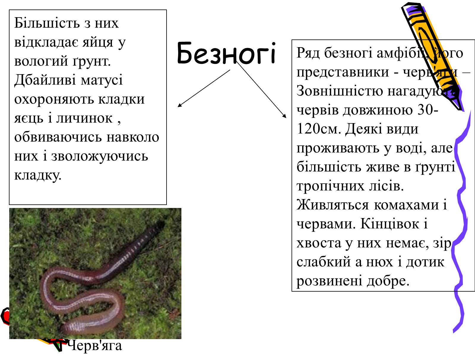 Презентація на тему «Земноводні» (варіант 2) - Слайд #10